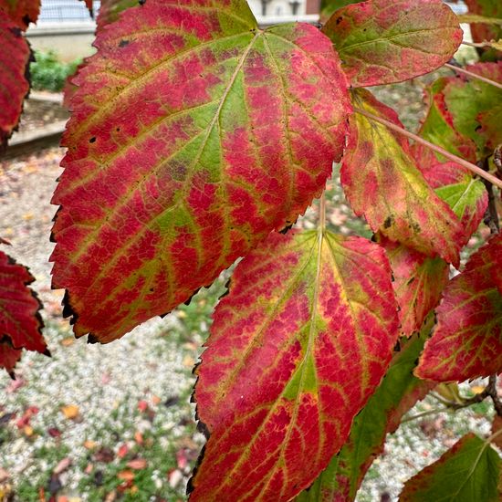 Acer tartaricum: Plant in habitat Park in the NatureSpots App