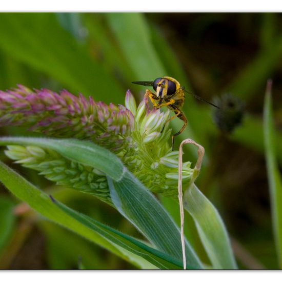 Eine unbekannte Art: Tier im Habitat Halb-natürliches Grasland in der NatureSpots App