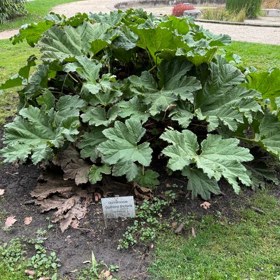 Gunnera manicata: Plant in habitat Garden in the NatureSpots App