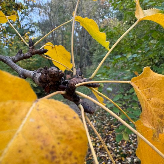 Pyrus ussuriensis: Plant in habitat Garden in the NatureSpots App