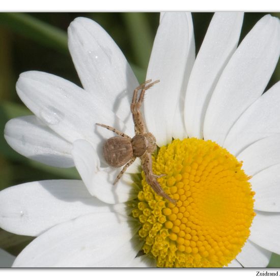 Unknown species: Animal in habitat Buffer strip in the NatureSpots App