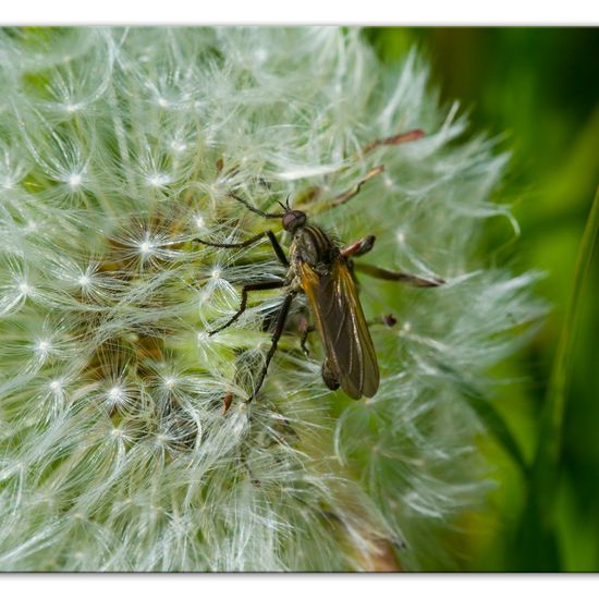 Empis tessellata: Animal in habitat Semi-natural grassland in the NatureSpots App