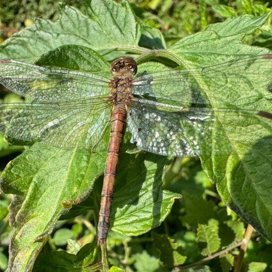 Common Darter: Animal in habitat Natural Meadow in the NatureSpots App