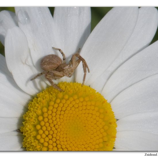 Unknown species: Animal in habitat Buffer strip in the NatureSpots App