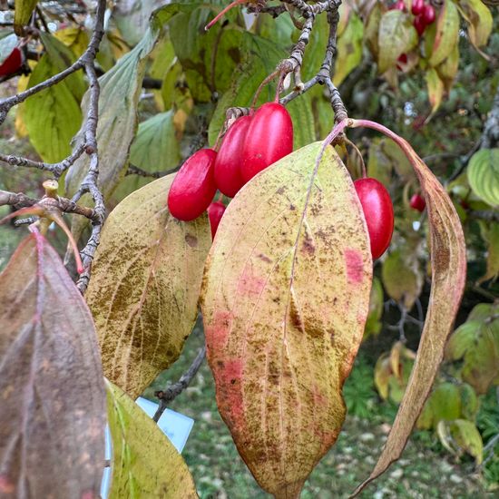 Cornus officinalis: Plant in habitat Park in the NatureSpots App