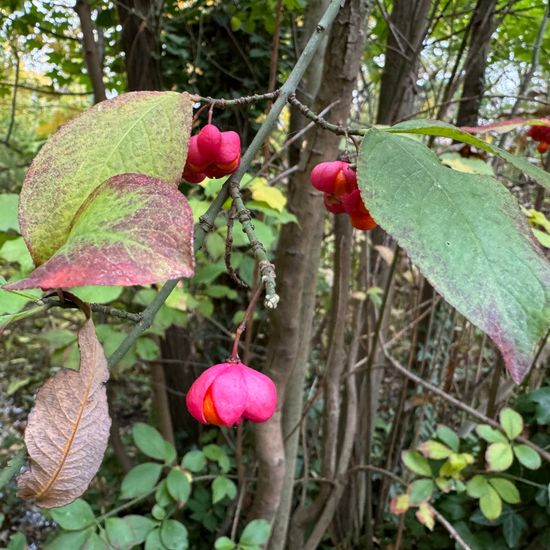 European spindle: Plant in nature in the NatureSpots App