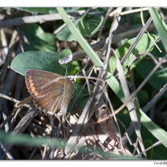 Polyommatus icarus: Animal in habitat Rock areas in the NatureSpots App