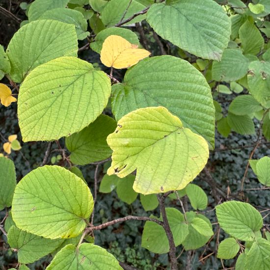 Corylopsis: Plant in habitat Park in the NatureSpots App