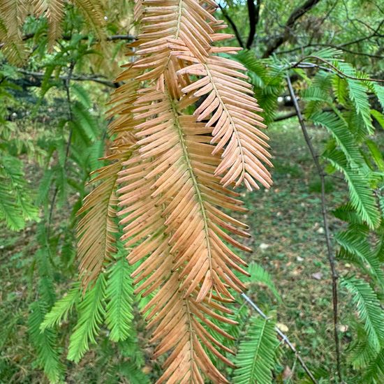 Metasequoia glyptostroboides: Plant in habitat Park in the NatureSpots App