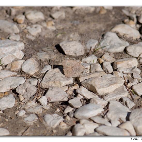 Hyponephele lupina: Animal in habitat Rock areas in the NatureSpots App