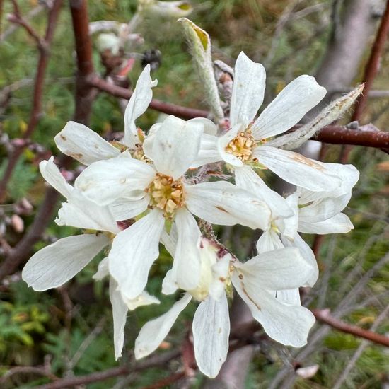 Amelanchier ovalis: Plant in habitat Garden in the NatureSpots App