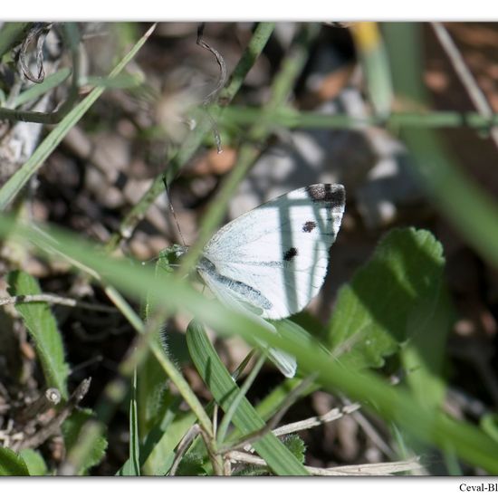 Pieris rapae: Animal in habitat Rock areas in the NatureSpots App