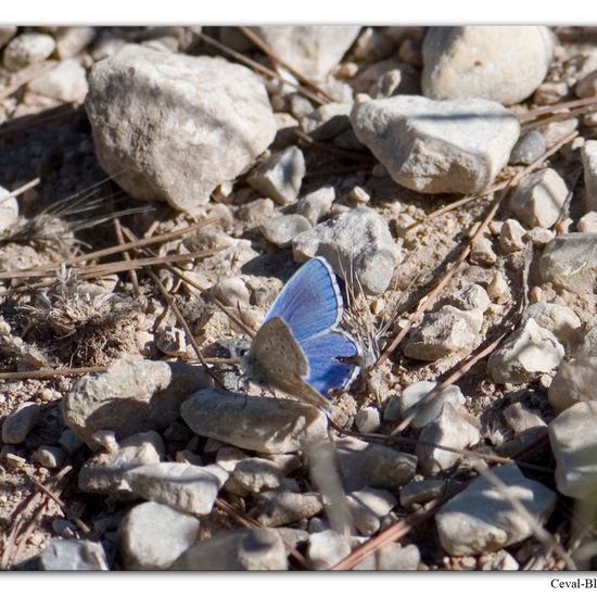 Lysandra bellargus: Animal in habitat Rock areas in the NatureSpots App