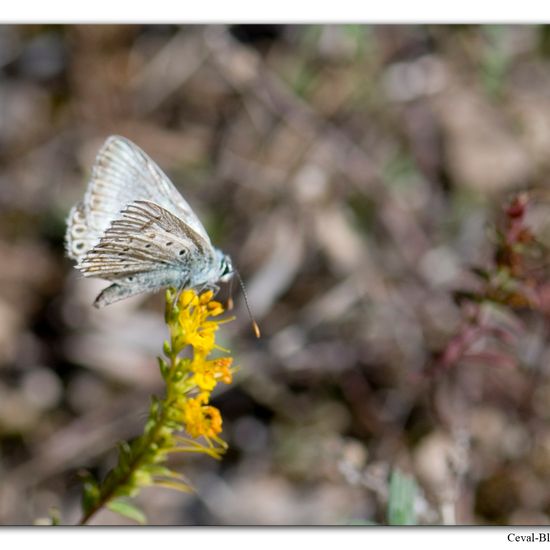 Lysandra hispana: Animal in habitat Rock areas in the NatureSpots App