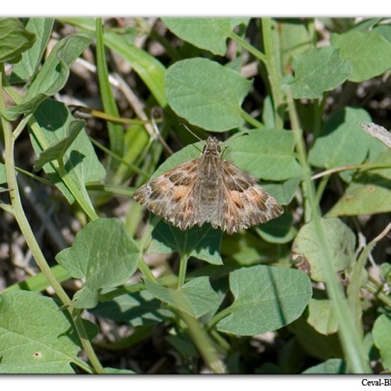 Carcharodus alceae: Animal in habitat Rock areas in the NatureSpots App