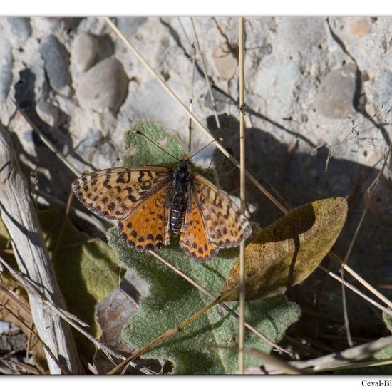 Melitaea didyma: Animal in habitat Rock areas in the NatureSpots App