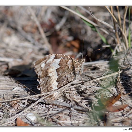 Brintesia circe: Animal in habitat Rock areas in the NatureSpots App