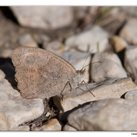 Hyponephele lupina: Animal in habitat Rock areas in the NatureSpots App