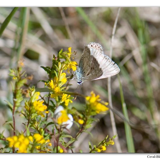 Lysandra albicans: Animal in habitat Rock areas in the NatureSpots App