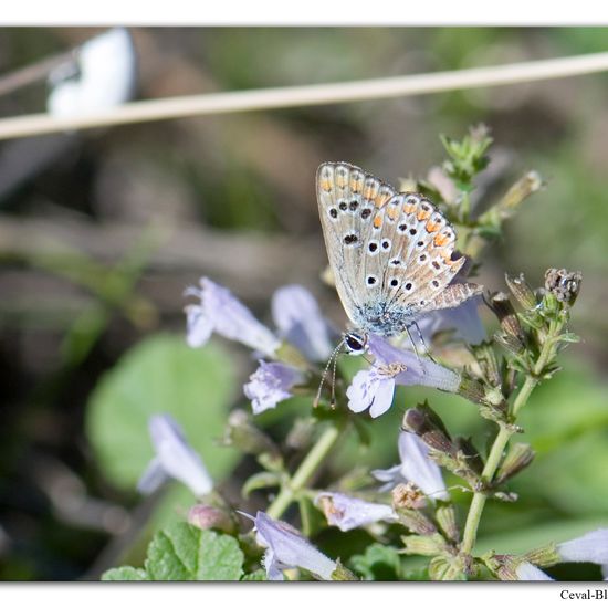 Aricia agestis: Animal in habitat Rock areas in the NatureSpots App