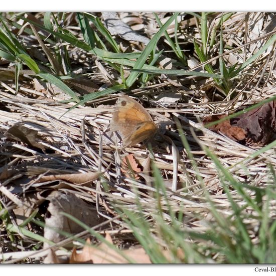 Small Heath: Animal in habitat Rock areas in the NatureSpots App