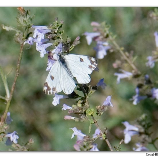 Pontia edusa: Animal in habitat Rock areas in the NatureSpots App