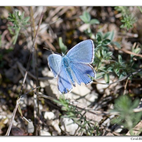 Lysandra bellargus: Animal in habitat Rock areas in the NatureSpots App