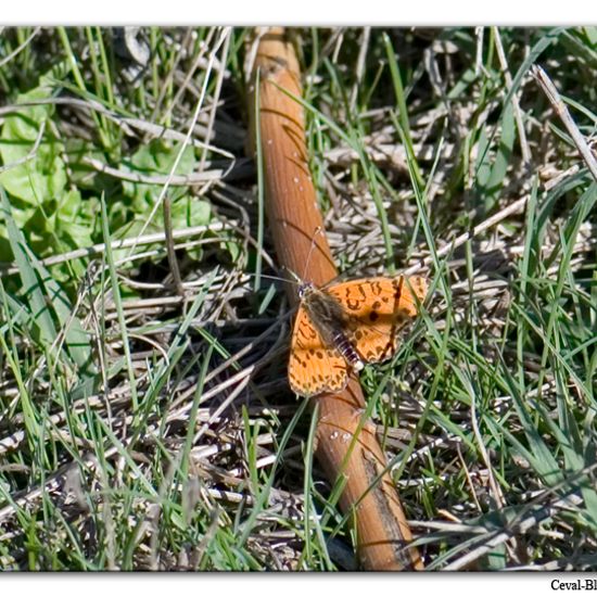 Melitaea didyma: Animal in habitat Rock areas in the NatureSpots App