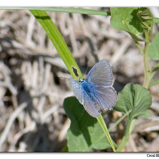 Polyommatus icarus: Animal in habitat Rock areas in the NatureSpots App