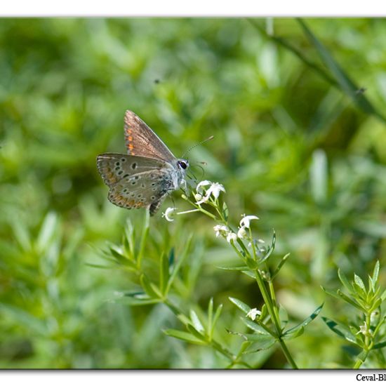 Northern Brown Argus: Animal in habitat Rock areas in the NatureSpots App