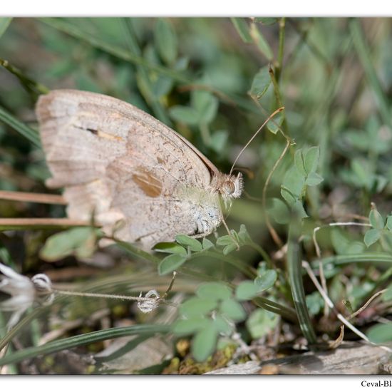 Maniola telmessia: Animal in habitat Rock areas in the NatureSpots App