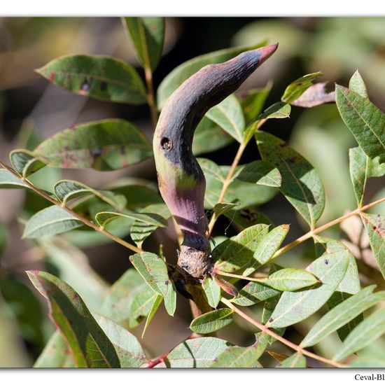 Baizongia pistaciae: Animal in habitat Rock areas in the NatureSpots App