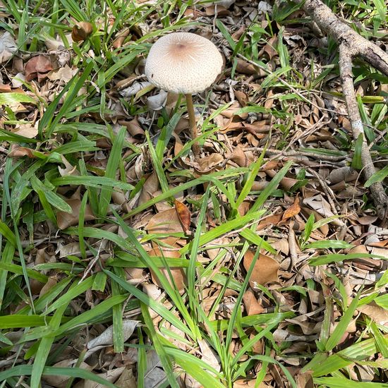 another species: Mushroom in habitat Agriculture in the NatureSpots App