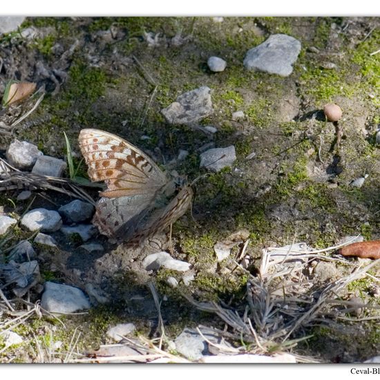 Argynnis pandora: Animal in habitat Rock areas in the NatureSpots App