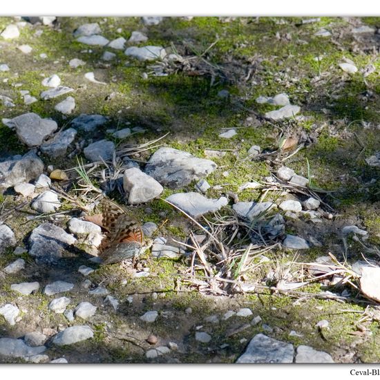 Argynnis pandora: Animal in habitat Rock areas in the NatureSpots App