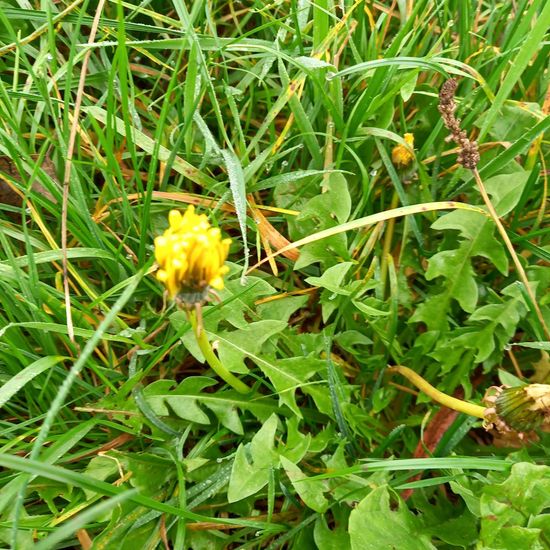 Taraxacum sect. Ruderalia: Plant in habitat Buffer strip in the NatureSpots App