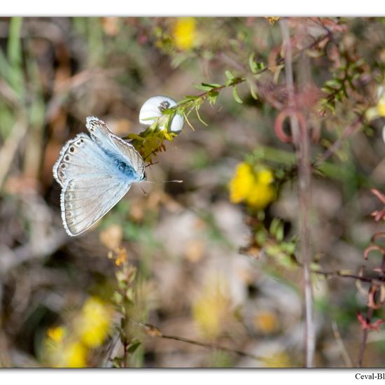 Lysandra albicans: Animal in habitat Rock areas in the NatureSpots App