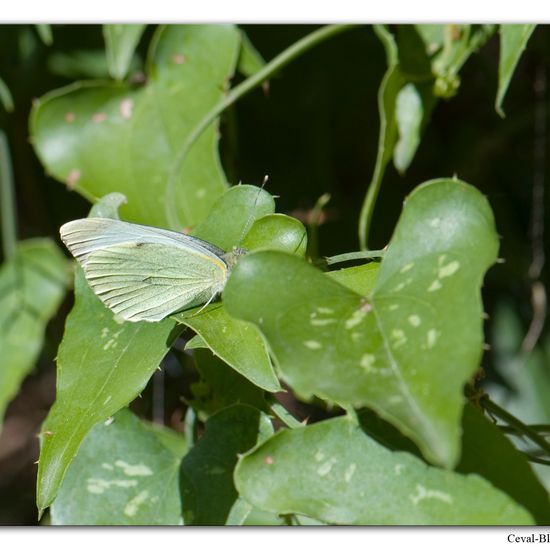 Pieris brassicae: Animal in habitat Rock areas in the NatureSpots App