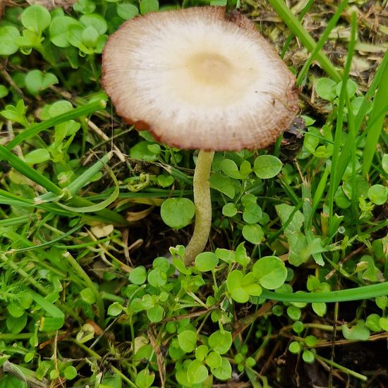 Unknown species: Mushroom in nature in the NatureSpots App