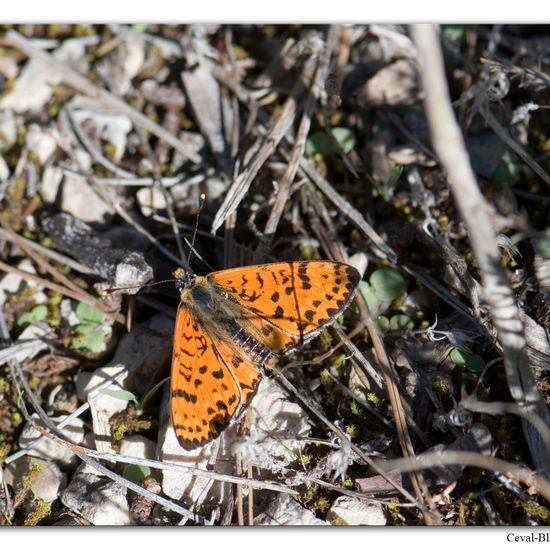 Melitaea didyma: Animal in habitat Rock areas in the NatureSpots App