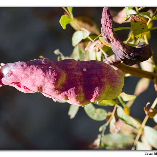 Baizongia pistaciae: Animal in habitat Rock areas in the NatureSpots App