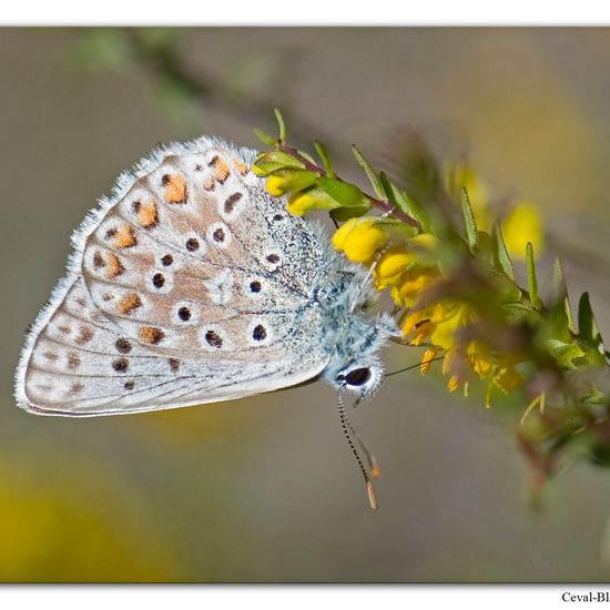 Unknown species: Animal in habitat Rock areas in the NatureSpots App