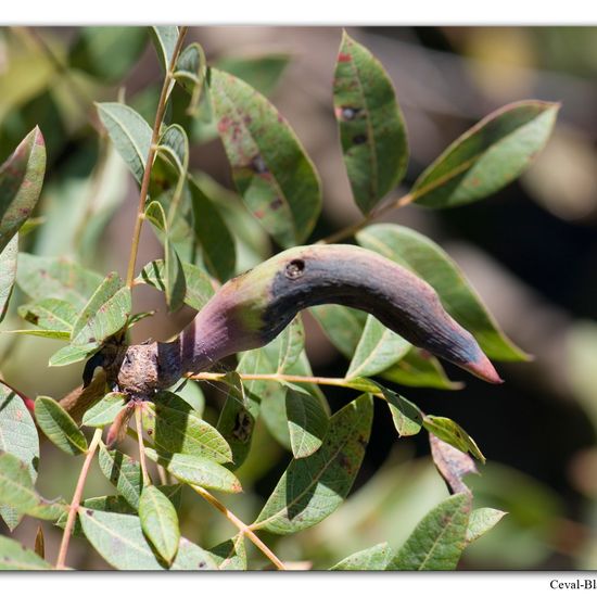 Baizongia pistaciae: Animal in habitat Rock areas in the NatureSpots App