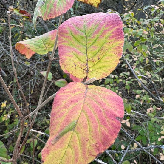 Viburnum lantana: Plant in habitat Temperate forest in the NatureSpots App