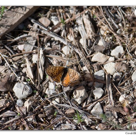 Melitaea didyma: Animal in habitat Rock areas in the NatureSpots App