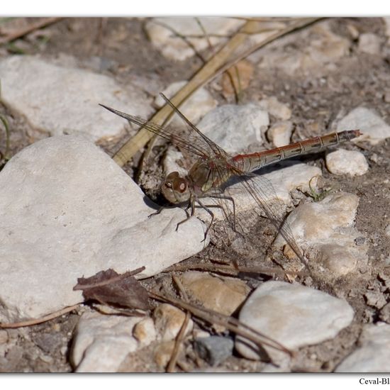 Vagrant Darter: Animal in habitat Rock areas in the NatureSpots App