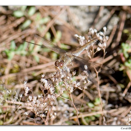 Sympetrum meridionale: Animal in habitat Rock areas in the NatureSpots App