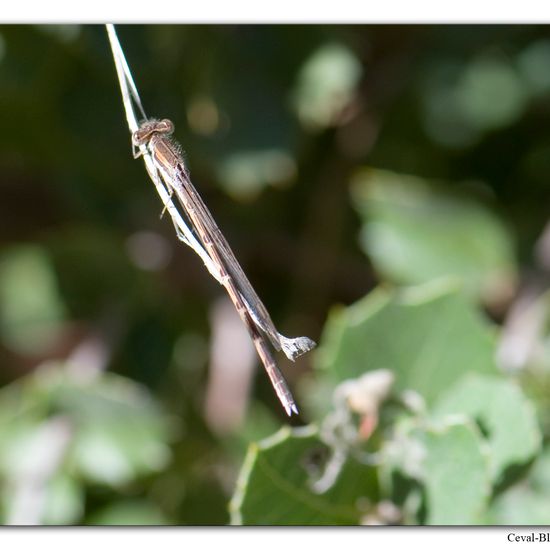 Sympecma fusca: Animal in habitat Rock areas in the NatureSpots App