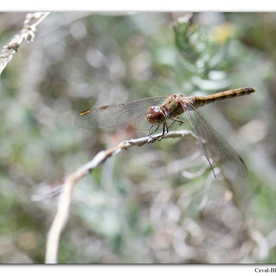 Common Darter: Animal in habitat Rock areas in the NatureSpots App