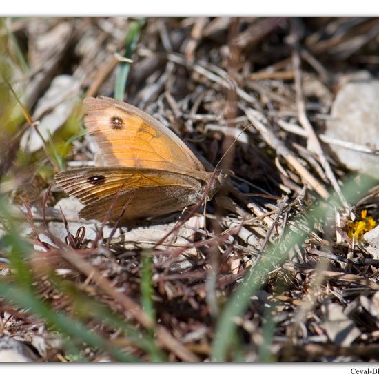 Maniola jurtina: Animal in habitat Rock areas in the NatureSpots App